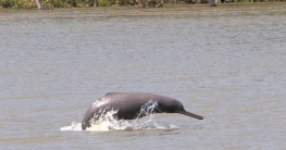 Community people to become Sundarbans dolphin saviours