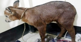 বান্দরবানে পাওয়া গেলো বিরল প্রজাতির ‘রেড সেরো’/ বনছাগল